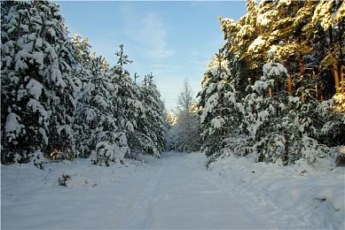 《狂野之心》IGN 8分：模仿但足够好